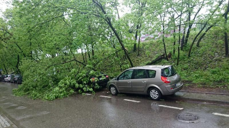 Powalone drzewo blokuje ulicę i uszkadza zaparkowane samochody po burzy.