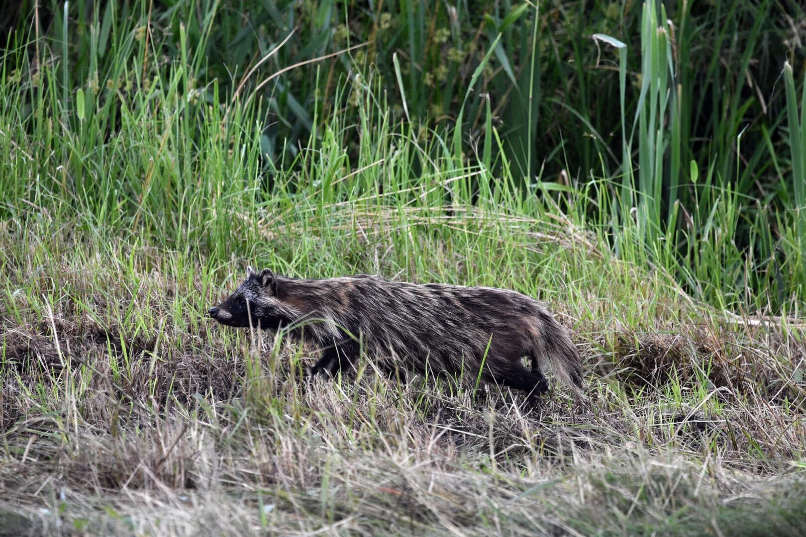 Pies szopowy spacerujący po wysokiej trawie
