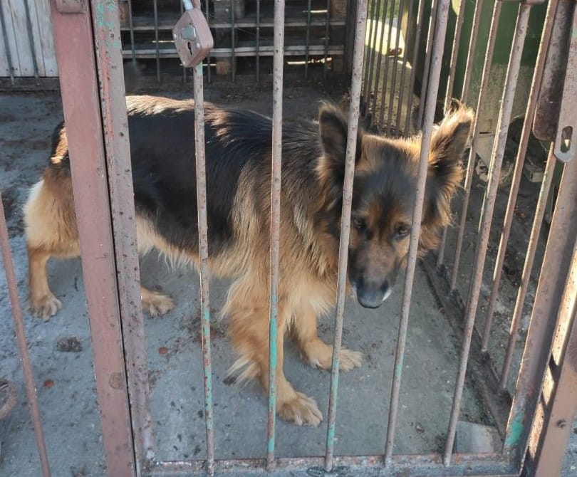 Owczarek niemiecki w metalowej klatce