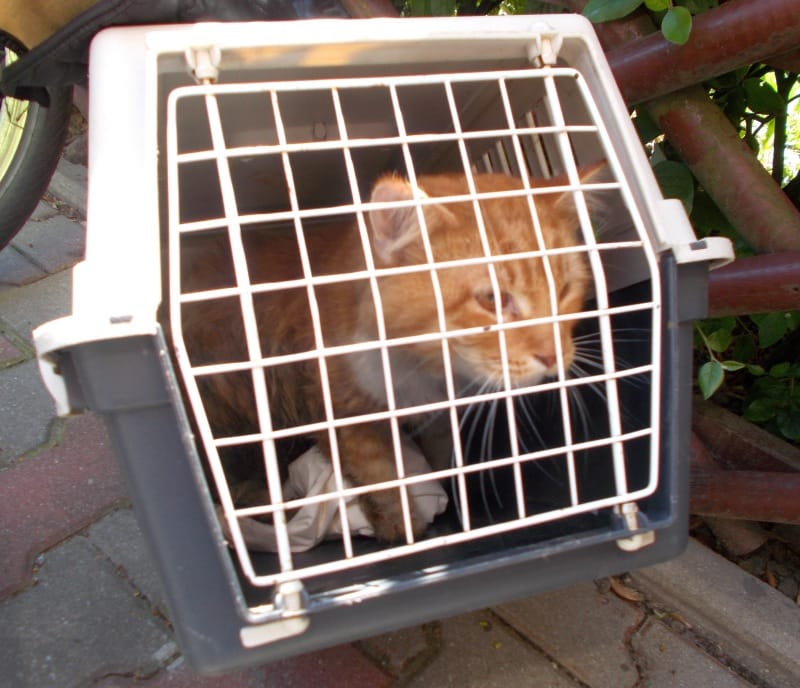 Rudy kot w transporterze, gotowy do podróży.