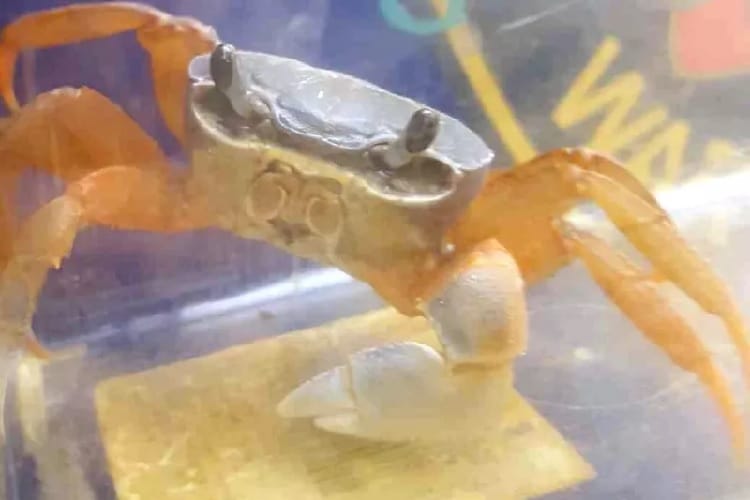 Zbliżenie pomarańczowego kraba lądowego z szarym pancerzem