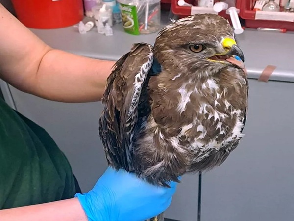 Ranny myszołów zwyczajny (Buteo buteo) w trakcie badania. Potrzebna ochrona przed wronami.