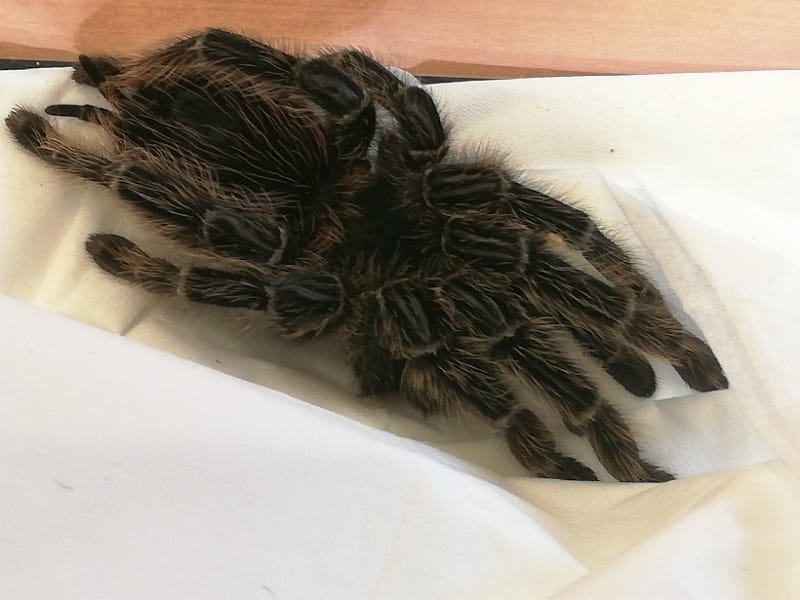 Zbliżenie brązowej tarantuli na białym materiale.