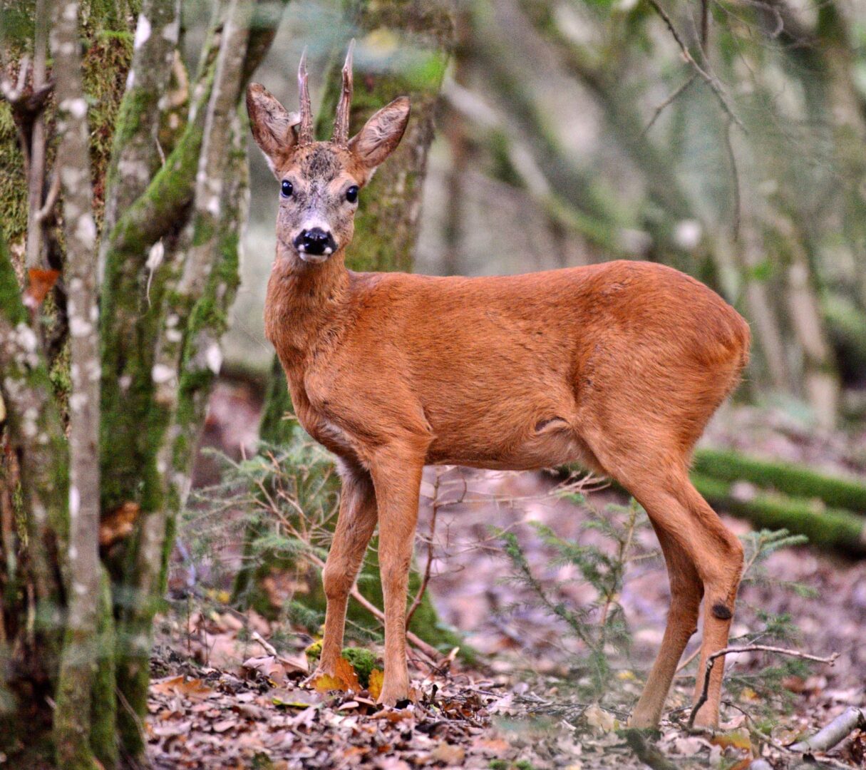 Młody samiec sarny z małymi porożami w lesie