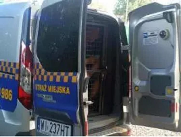 Dwa miejskie patrole zaparkowane obok siebie; tylne drzwi jednego z nich są otwarte, odsłaniając schowek w środku. Tablica rejestracyjna: WM 237HT.