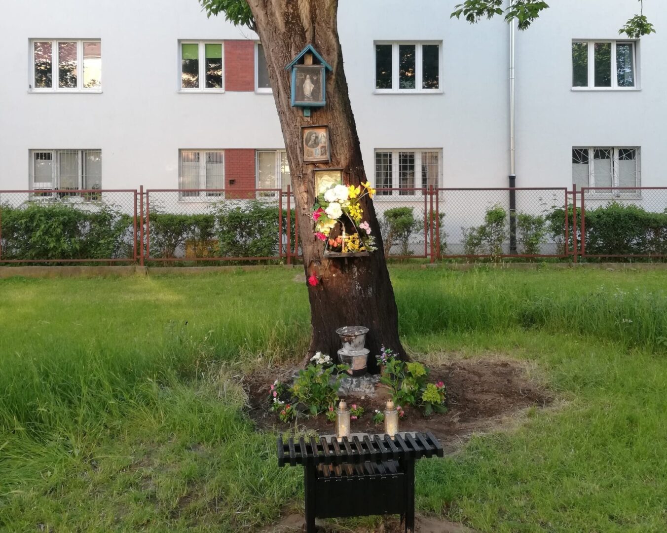 Mała przydrożna kapliczka z ikonami religijnymi przymocowanymi do drzewa, udekorowana kwiatami i świecami.