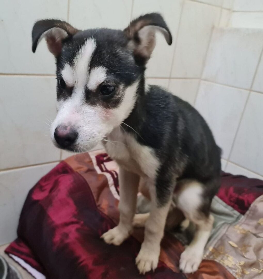 Uroczy szczeniak husky siedzi na bordowym kocyku.