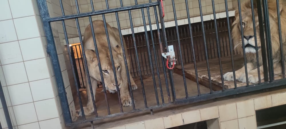 Dwa lwy, samiec i samica, w oddzielnych klatkach w zoo.